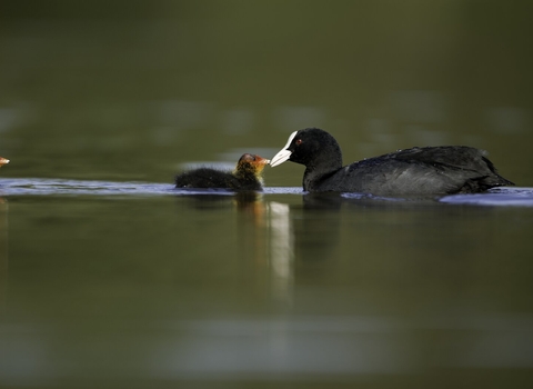 A begging coot chick is fed by a parent