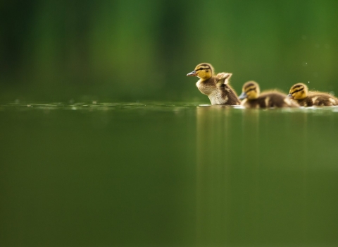 Mallard Anas platyrhynchos A line of ducklings on a tranquil lake at dawn. Derbyshire, UK