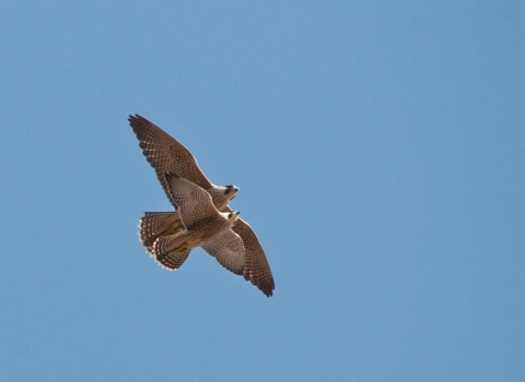 recently fledged juvenile peregrine falcons (Falco peregrinus) flying close together, central london, spring.