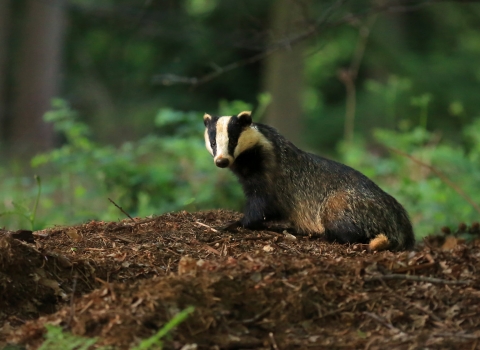 Badger in woodland