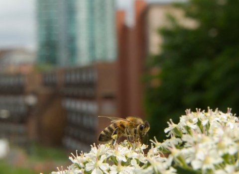 Bee on cow parsley, Sunnybank NR, Sheffield City Centre