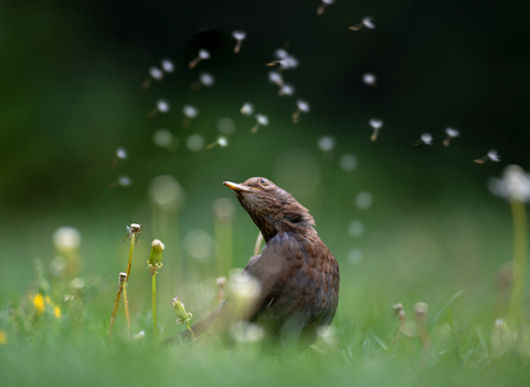 Blackbird sat on some grass amongst dandelion seeds floating through the air