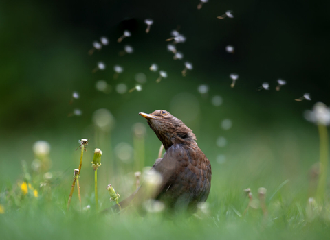 Injured bird advice | Nottinghamshire Wildlife Trust Injured bird advice | Nottinghamshire Wildlife Trust