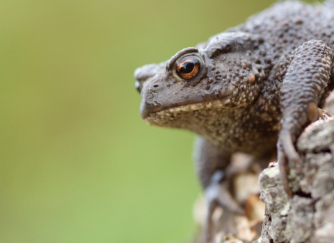 Common toad (Bufo bufo) on log