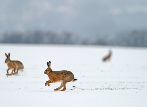 Hares in snow by David Tipling 2020VISION
