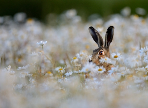 Brown Hare Lepus europaeus in Ox-eye Daisies Norfolk summer