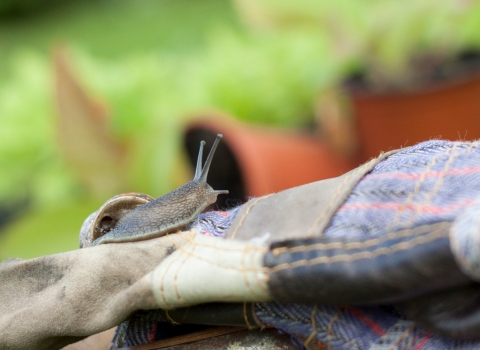 Gardening with wildlife, snail on gardening gloves with pot plants behind