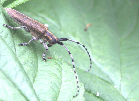 A golden-bloomed grey longhorn beetle resting on a leaf