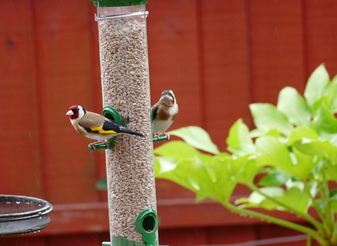 Goldfinches on bird feeder in an urban garden
