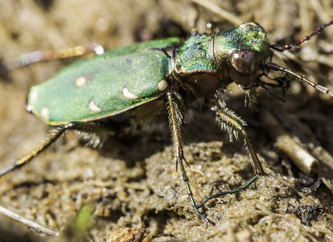 Green tiger beetle