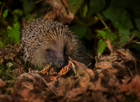 Hedgehog in leaves at night