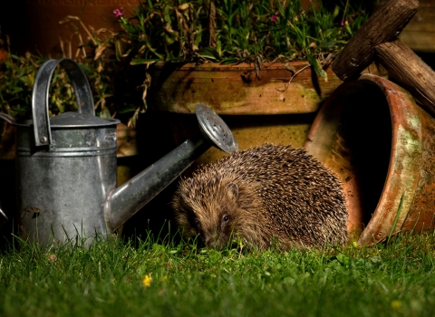 Hedgehog in a garden at night