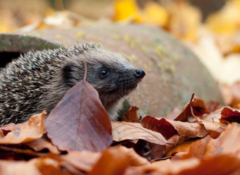 Hedgehog in autumn leaves (captive, rescue animal)