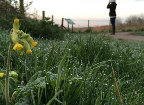 Cowslip and dew-soaked grass as a woman is birdwatching at Idle Valley Nature Reserve