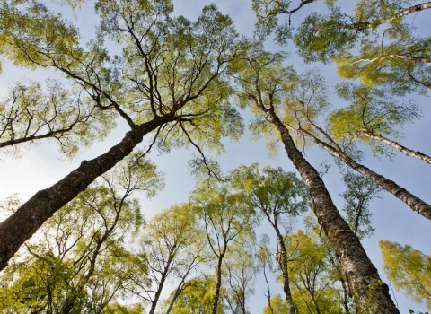 Silver birch woodland (Betula pendula) in spring, Craigellachie NNR, Cairngorms National Park, Scotland, UK - Mark Hamblin/2020VISION