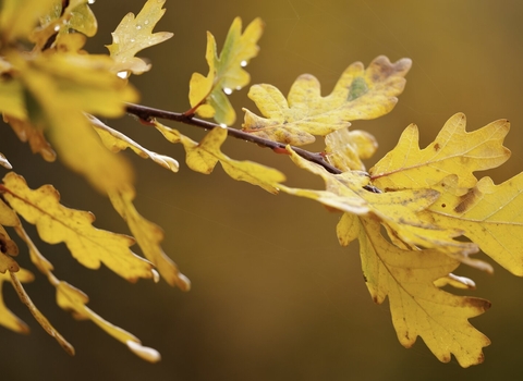English oak {Quercus robur}, leaves, autumnal colour. Donisthorpe, Leicestershire, UK. November 2010