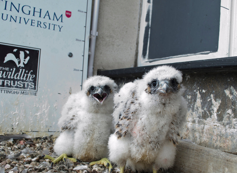 Peregrine chicks (NTU)