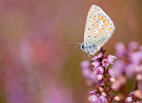 Common blue butterfly {Polyommatus icarus}, resting on flowering heather, Arne (RSPB) Nature Reserve, Dorset, UK. September 2011.