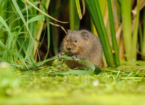 Water Vole (Arvicola amphibius), Kent, UK Terry Whittaker/2020VISION