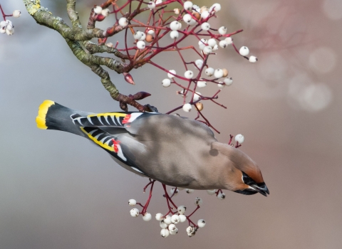 Waxwing