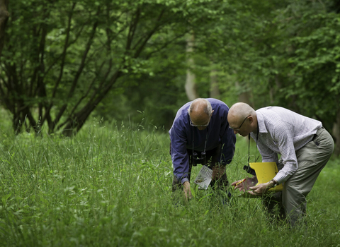 Two people with binoculars and maps looking in long grass in a woodland